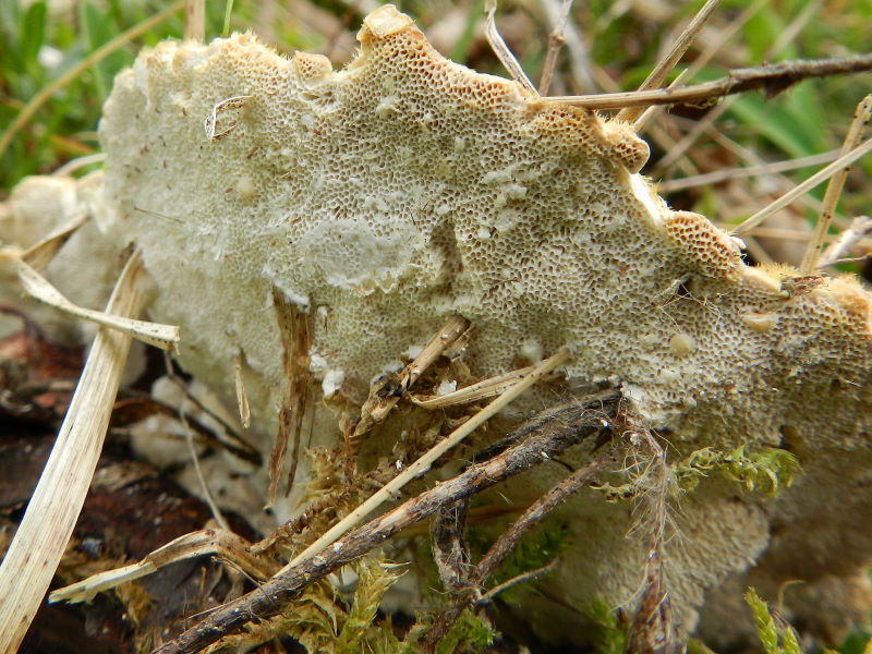 Terzo del 1� maggio